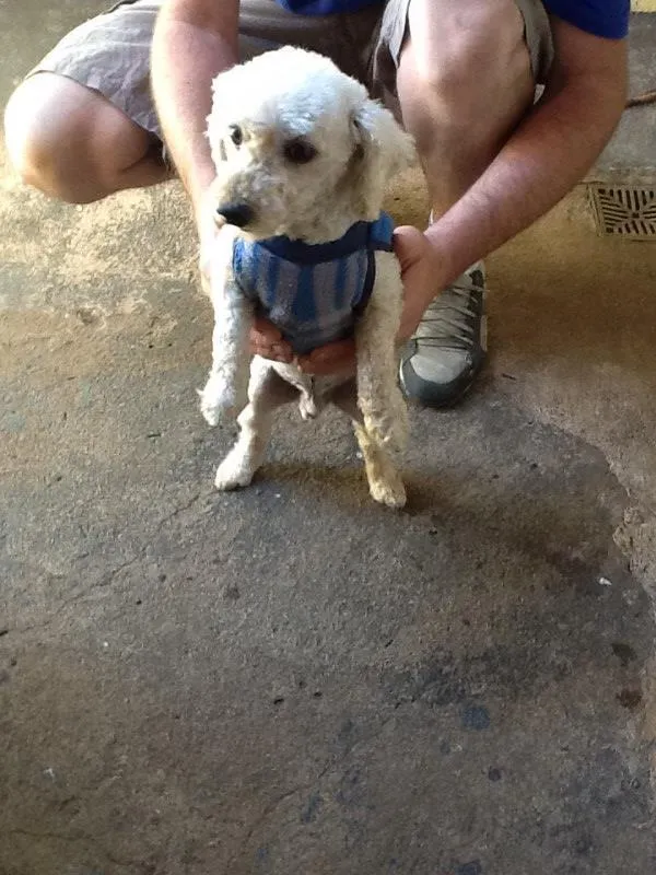 Cachorro ra a Poodle idade 6 ou mais anos nome Pitucho
