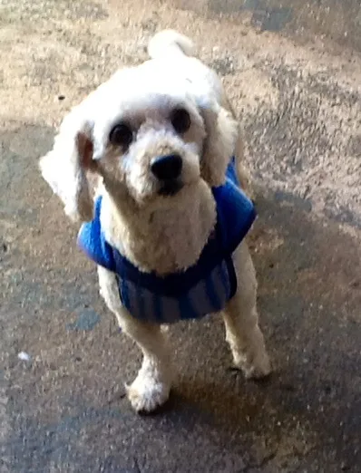 Cachorro ra a Poodle idade 6 ou mais anos nome Pitucho