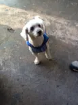 Pitucho