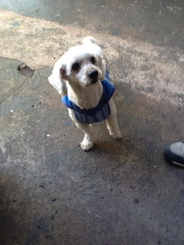 Cachorro ra a Poodle idade 6 ou mais anos nome Pitucho