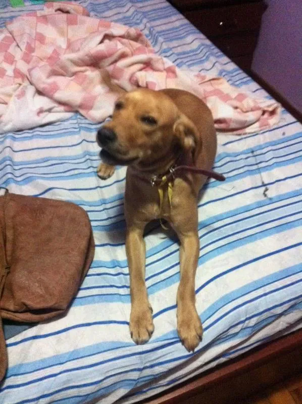 Cachorro ra a SRD idade 1 ano nome Luna