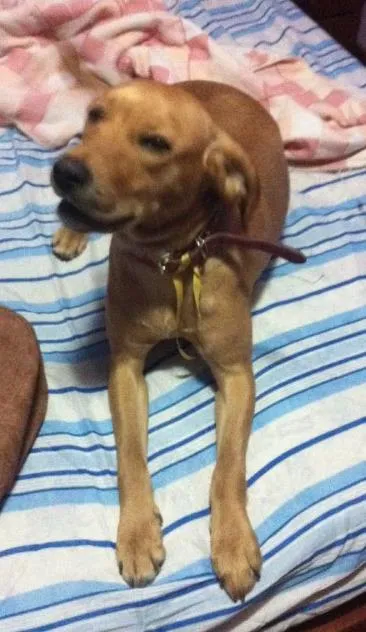 Cachorro ra a SRD idade 1 ano nome Luna