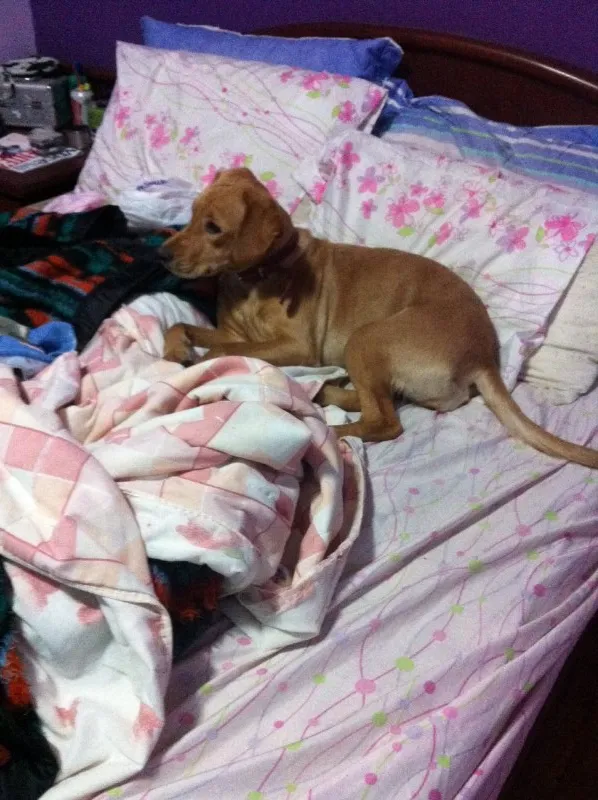 Cachorro ra a SRD idade 1 ano nome Luna