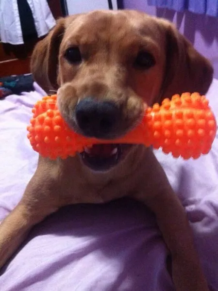 Cachorro ra a SRD idade 1 ano nome Luna