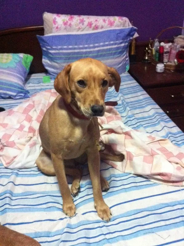 Cachorro ra a SRD idade 1 ano nome Luna