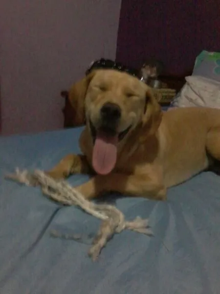 Cachorro ra a SRD idade 1 ano nome Luna