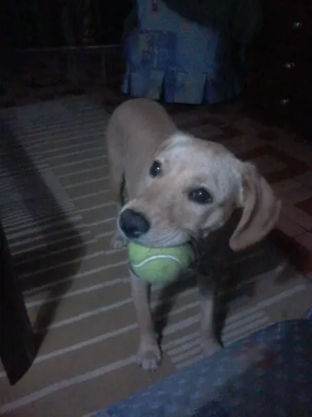 Cachorro ra a SRD idade 1 ano nome Luna