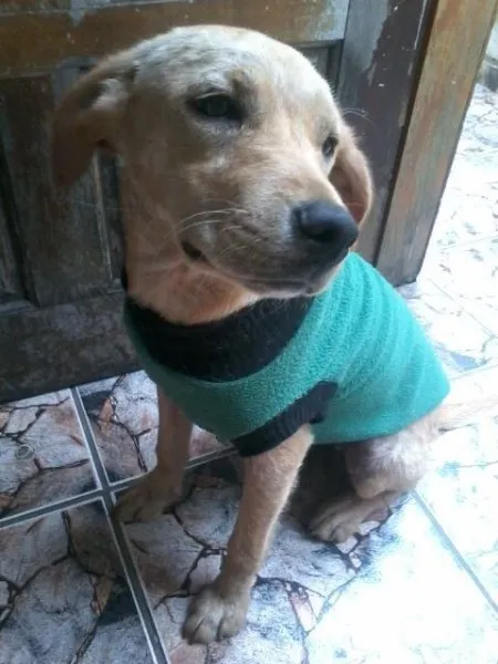 Cachorro ra a SRD idade 1 ano nome Luna