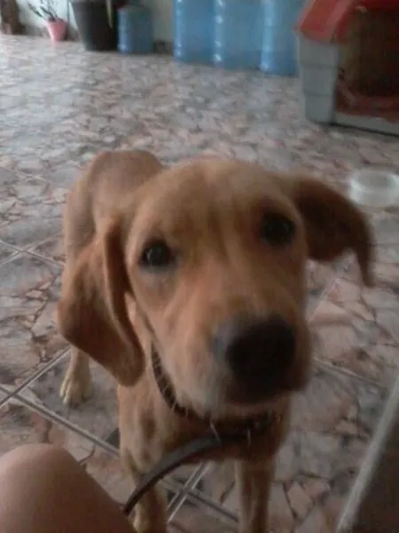 Cachorro ra a SRD idade 1 ano nome Luna