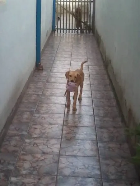 Cachorro ra a SRD idade 1 ano nome Luna