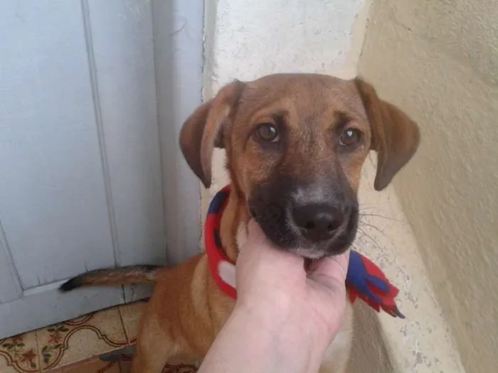 Cachorro ra a SRD idade 2 a 6 meses nome Marmaduke