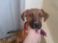 Marmaduke