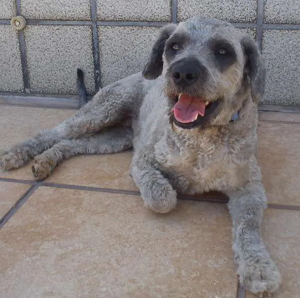 Cachorro raça Poodle idade 2 anos nome Topázio