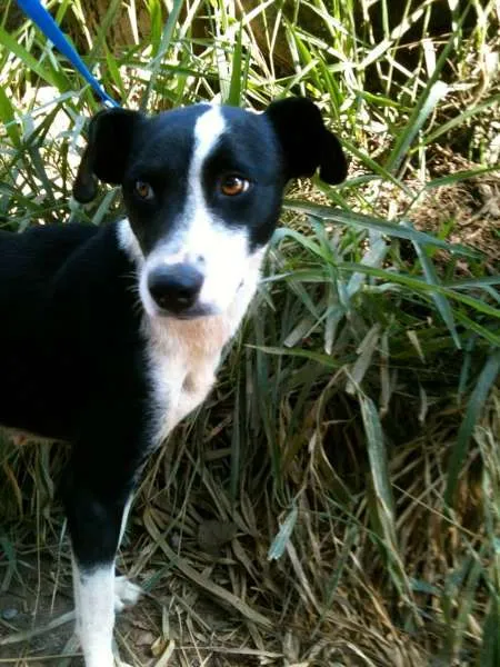 Cachorro ra a SRD idade 7 a 11 meses nome Nina