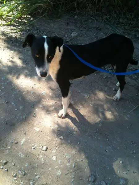 Cachorro ra a SRD idade 7 a 11 meses nome Nina