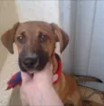 Marmaduke