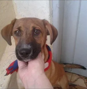 Cachorro raça SRD idade 2 a 6 meses nome Marmaduke