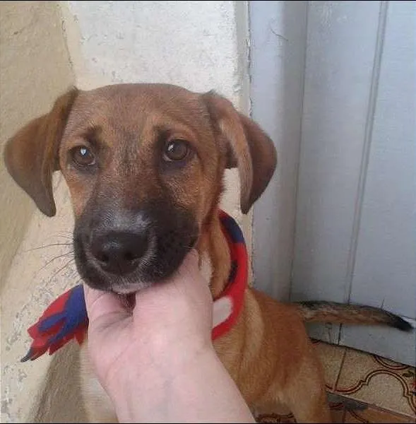 Cachorro ra a SRD idade 2 a 6 meses nome Marmaduke