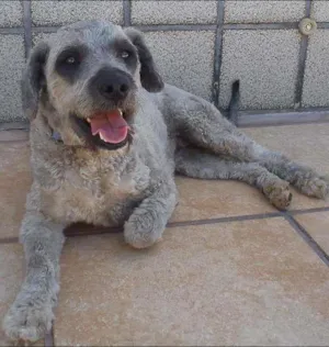 Cachorro raça Poodle idade 2 anos nome Topázio