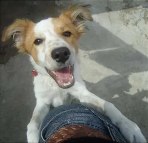 Cachorro raça  idade 2 anos nome Bob