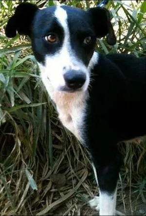 Cachorro raça SRD idade 7 a 11 meses nome Nina