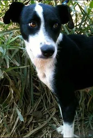 Cachorro ra a SRD idade 7 a 11 meses nome Nina