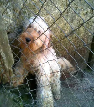 Cachorro raça Poodle idade 1 ano nome Louise