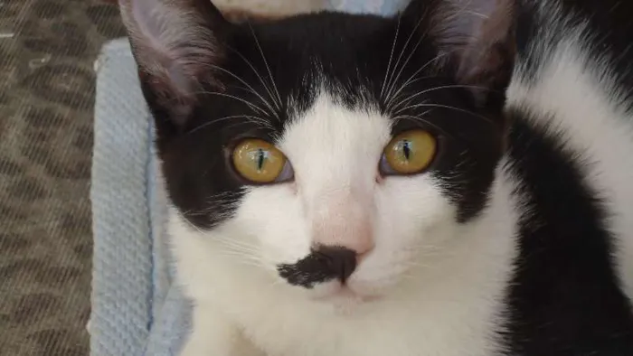 Gato raça  idade 2 a 6 meses nome Poneis e Tonzinha