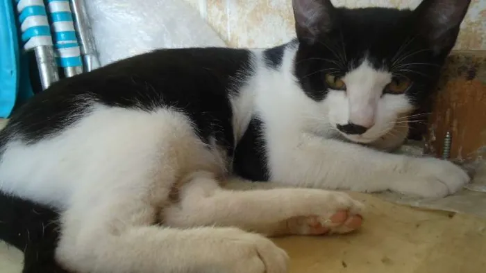 Gato raça  idade 2 a 6 meses nome Poneis e Tonzinha