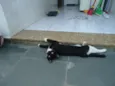 Poneis e Tonzinha