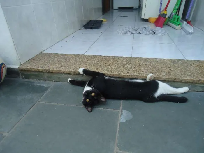 Gato raça  idade 2 a 6 meses nome Poneis e Tonzinha