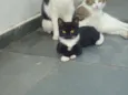 Poneis e Tonzinha