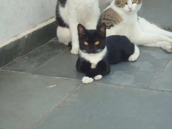 Gato raça  idade 2 a 6 meses nome Poneis e Tonzinha