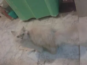 Gato raça persa idade 6 ou mais anos nome caramelinho