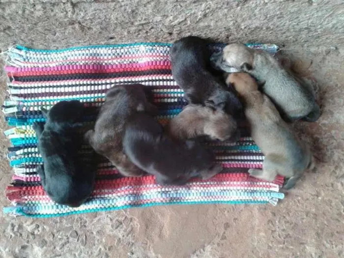 Cachorro ra a MISTURADA idade Abaixo de 2 meses nome ESCOLHER