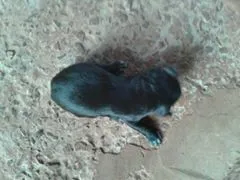 Cachorro ra a MISTURADA idade Abaixo de 2 meses nome ESCOLHER