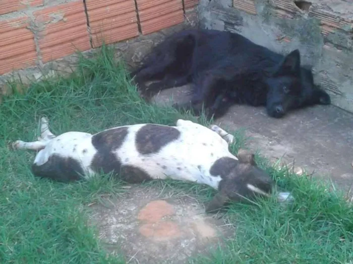 Cachorro ra a MISTURADA idade Abaixo de 2 meses nome ESCOLHER