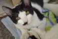 Poneis e Tonzinha