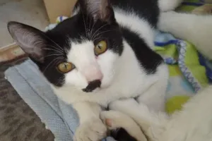 Gato raça  idade 2 a 6 meses nome Poneis e Tonzinha