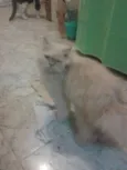 caramelinho