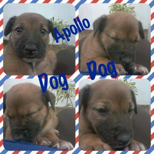 Cachorro ra a BEAGLE X BASSET idade Abaixo de 2 meses nome APOLLO