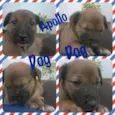 APOLLO