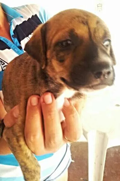 Cachorro ra a perdigueiro idade Abaixo de 2 meses nome ADOTE