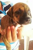 ADOTE