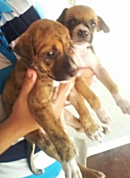 Cachorro ra a perdigueiro idade Abaixo de 2 meses nome ADOTE