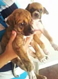ADOTE