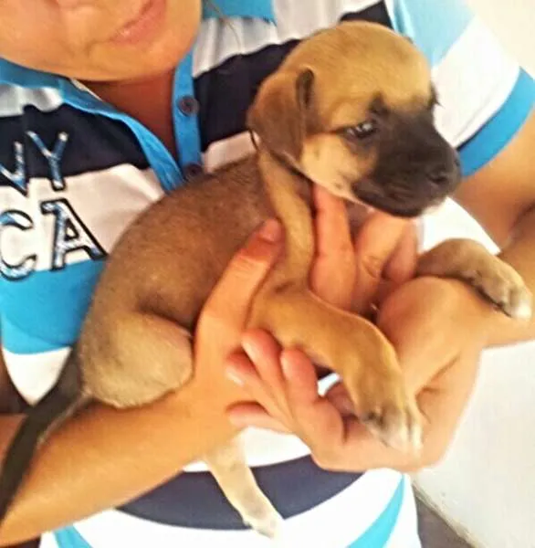 Cachorro ra a perdigueiro idade Abaixo de 2 meses nome ADOTE