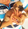 ADOTE