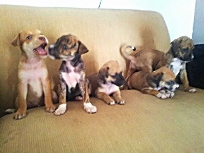 Cachorro ra a perdigueiro idade Abaixo de 2 meses nome ADOTE