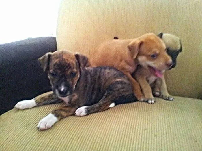 Cachorro ra a perdigueiro idade Abaixo de 2 meses nome ADOTE
